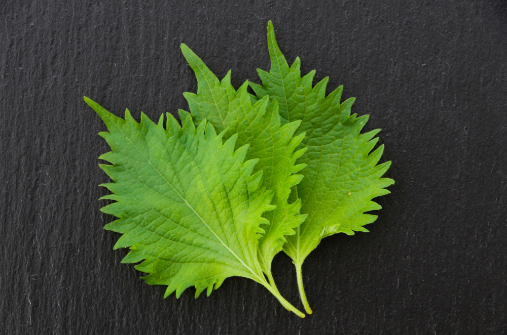 Shiso na cozinha japonesa